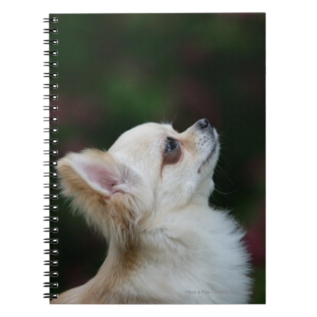 Langhaariger ChihuahuaHeadshot 2 Notizblock (Vorderseite)