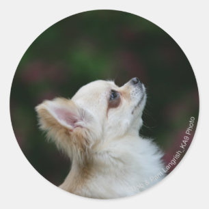 Langhaariger ChihuahuaHeadshot 2 Runder Aufkleber