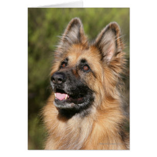 Langhaariger Deutscher Schäferhund 1