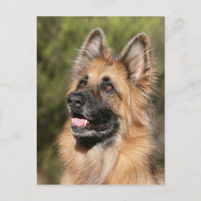 Langhaariger Deutscher Schäferhund 1 Postkarte (Vorderseite)