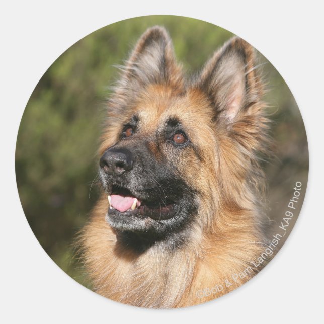 Langhaariger Deutscher Schäferhund 1 Runder Aufkleber (Vorderseite)