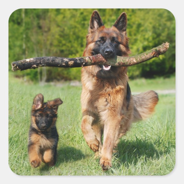 Langhaariger Flusshirtenhund Quadratischer Aufkleber (Vorderseite)