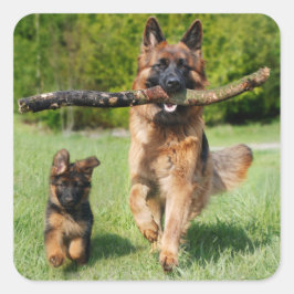 Langhaariger Flusshirtenhund Quadratischer Aufkleber