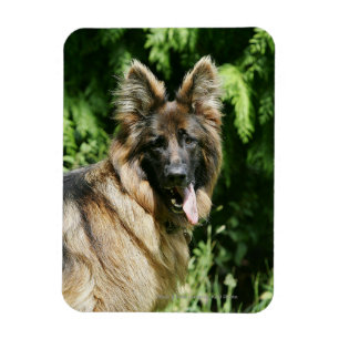 Langhaariger Schäferhund 1 Browns Magnet