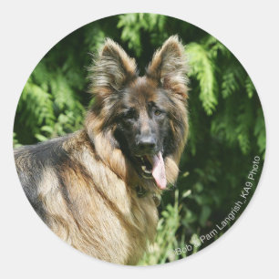 Langhaariger Schäferhund 1 Browns Runder Aufkleber