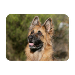 Langhaariger Schäferhund 1 Magnet