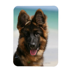 Langhaariger Schäferhund-Strand Magnet