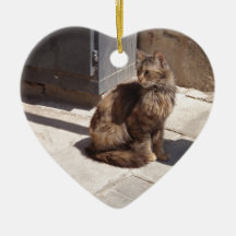 Langhahaarige persische Katze Petra