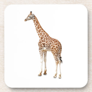 Langhalsgiraffe Untersetzer