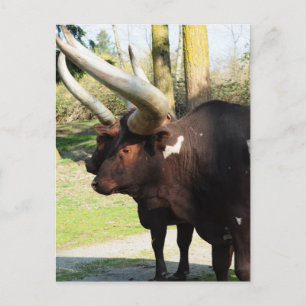 Langhornkuh 7 postkarte