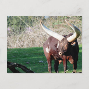 Langhornkuh 8 postkarte