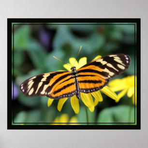 Langläufer-Schmetterling 2 Print -24x20-andere Grö Poster