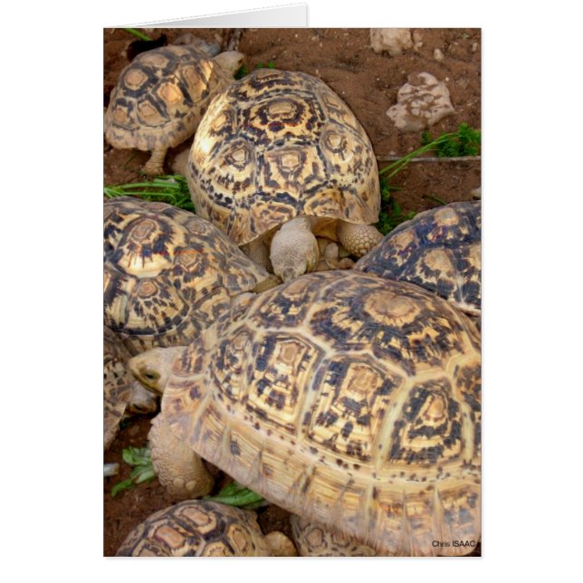 Langlebigkeit (Vorne)