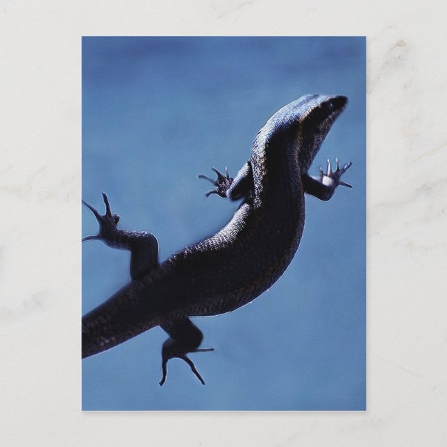 Langlebigkeit Postkarte (Vorderseite)