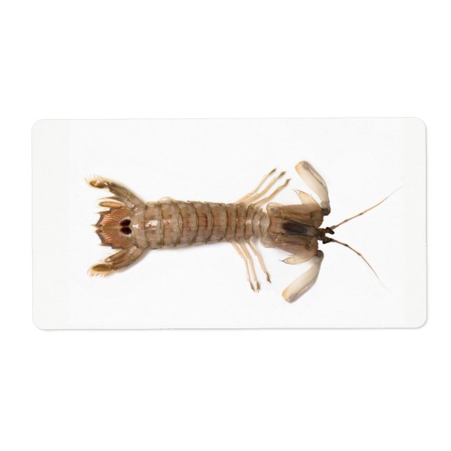 Langoustine (Vorne)
