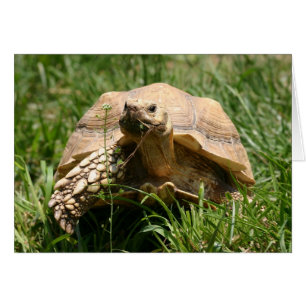 Langsam, aber stetig