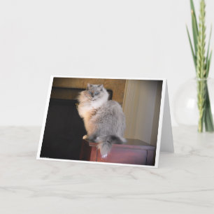 Langsame Tage, Karte