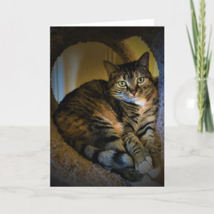 Langsame Tage, Karte