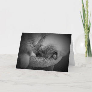 Langsame Tage, Karte