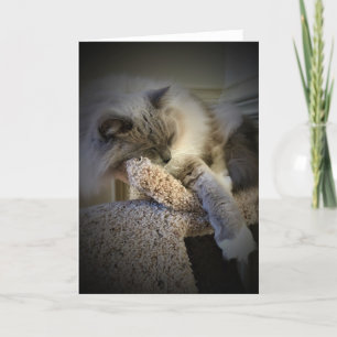 Langsame Tage, Karte