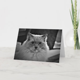 Langsame Tage, Karte