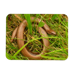 Langsamer Wurm-Magnet Magnet