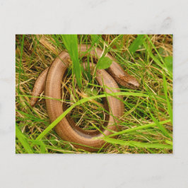 Langsamer Wurm Postkarte