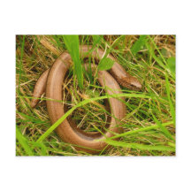 Langsamer Wurm Postkarte