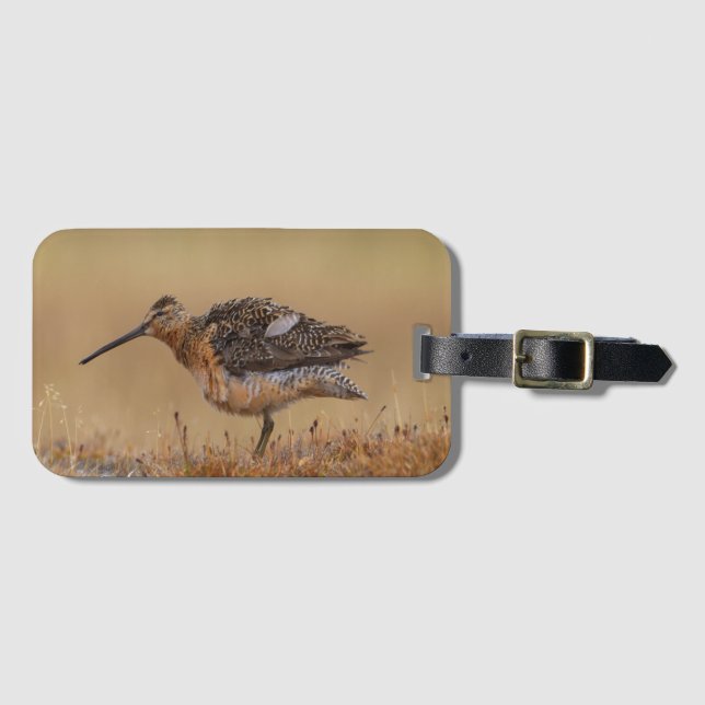Langschnabel-Dowitcher Gepäckanhänger (Vorderseite (Horizontal))