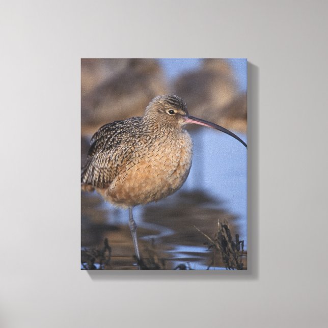 Langschnabel Leinwanddruck (Vorderseite)