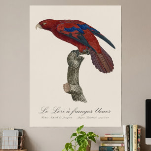 Langschwanz-Lori, Trichoglossus borneus Poster