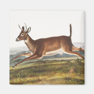 Langschwanzhirsch (Cervus leucurus) Illustration Magnet