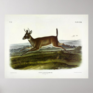 Langschwanzhirsche, oder Columbian-Weißschwanzhirs Poster