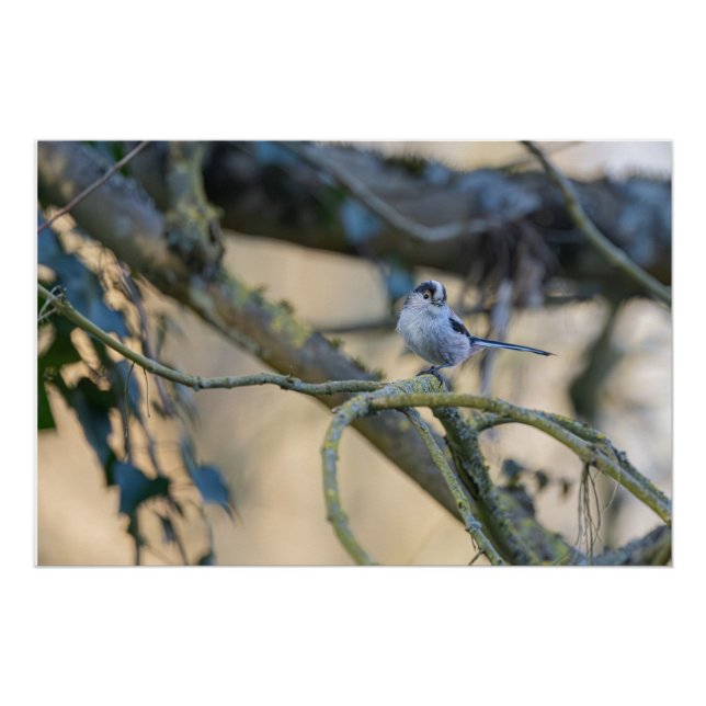 Langschwanzmeise Poster (Vorderseite)