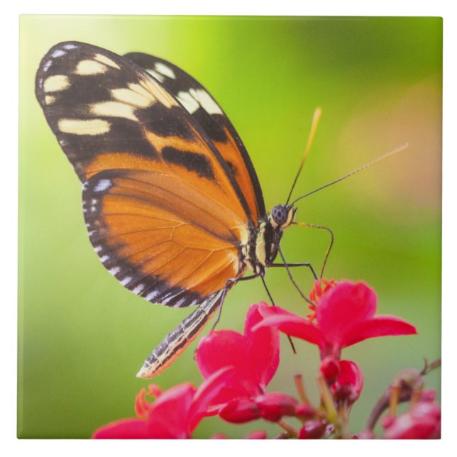 Langschwanzschmetterling auf roter Blume Fliese (Vorderseite)