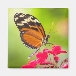 Langschwanzschmetterling auf roter Blume Magnet