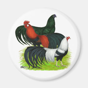 Langschwanztrio Magnet