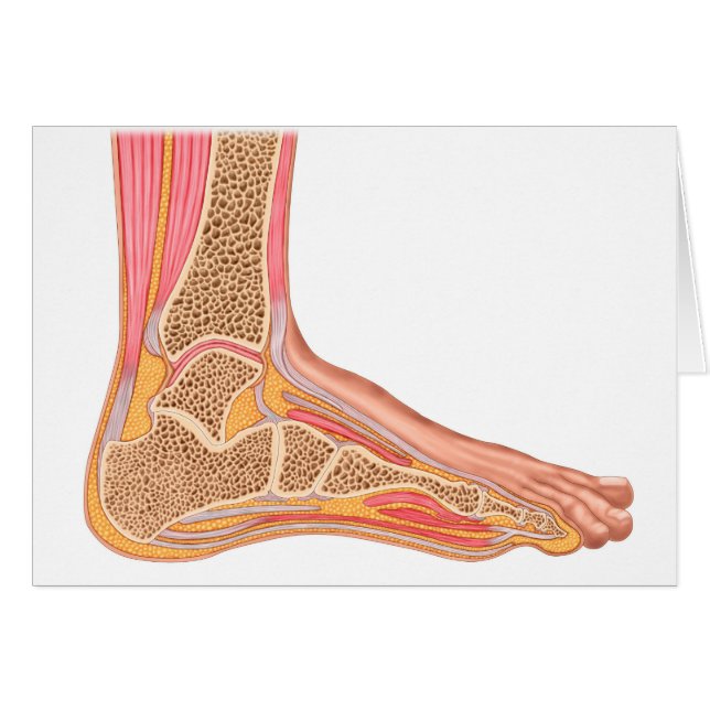 Längsschnittbereich des menschlichen Fußes (Vorderseite (Horizontal))