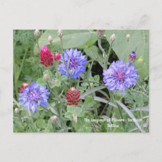 Langue des fleurs Bachelor Bouton Carte postale