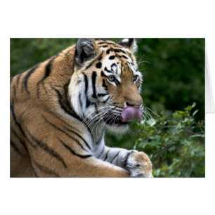 Langue du tigre