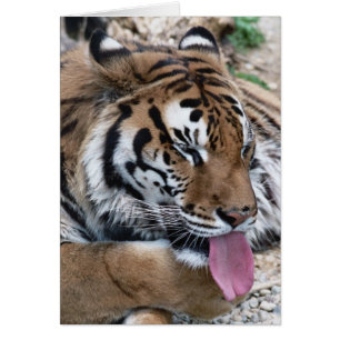 langue tigre