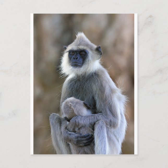 Langur-Affe Postkarte (Vorderseite)