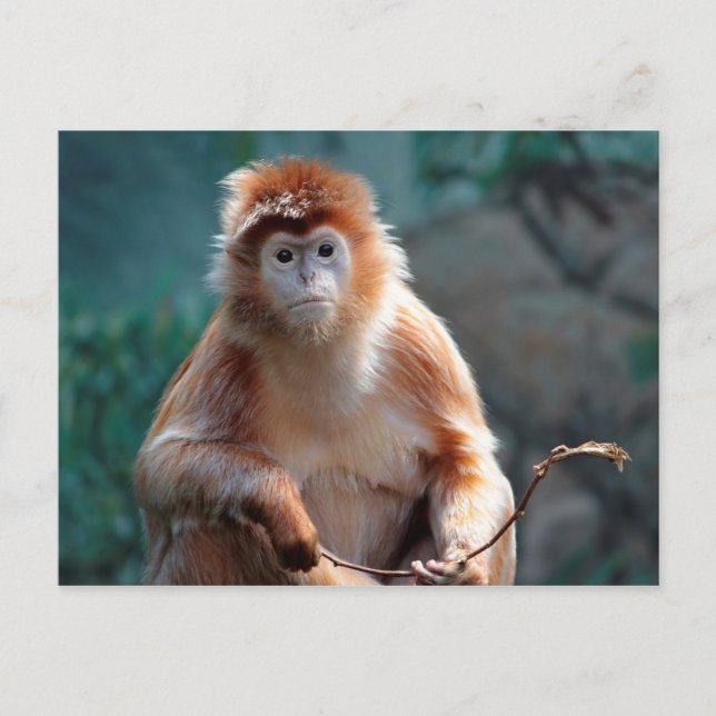 Langur Monkey Wildlife Animal Foto Postkarte (Vorderseite)