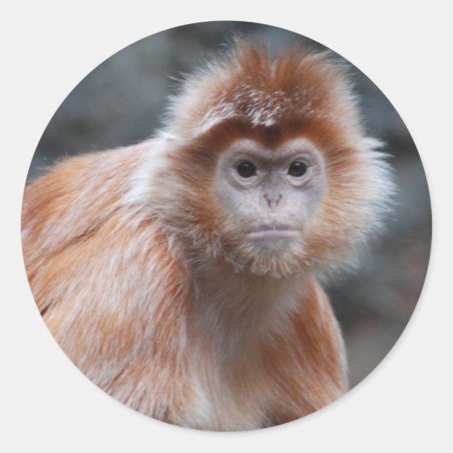 Langur Stickers (Vorderseite)