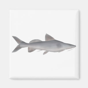 Langweißfisch Magnet
