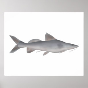 Langweißfisch Poster