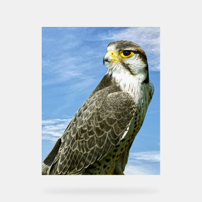 Lanner Falcon Acrylschild (Vorderseite)