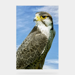 Lanner Falcon Acrylschild