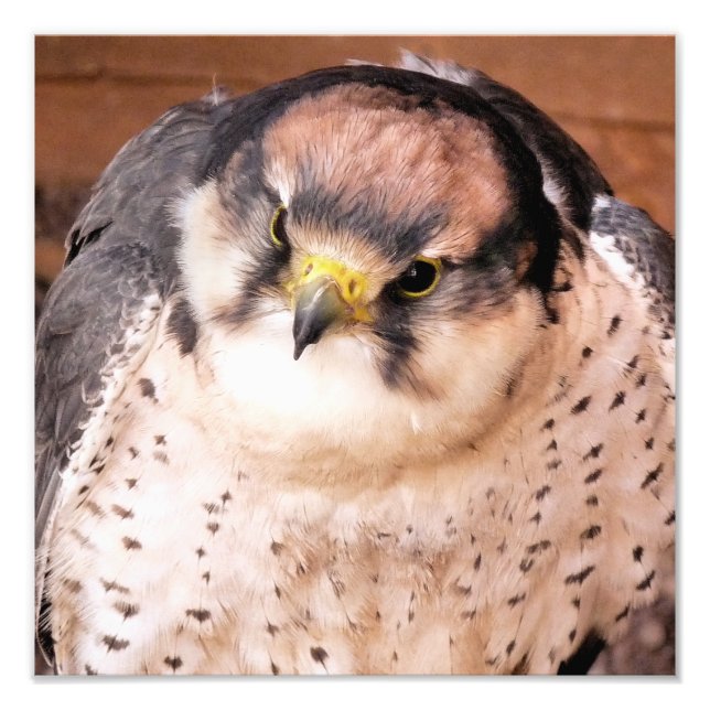 LANNER FALCON FOTODRUCK (Vorne)