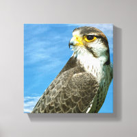 Lanner Falcon